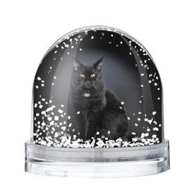 Снежный шар с принтом Мейн-кун 3 в Новосибирске, Пластик | Изображение внутри шара печатается на глянцевой фотобумаге с двух сторон | кот | котенок | котик | котэ | кошка | мейн кун | мейнкун | мэйн кун | мэйнкун