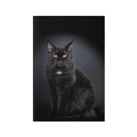 Обложка для паспорта матовая кожа с принтом Мейн-кун 3 в Новосибирске, натуральная матовая кожа | размер 19,3 х 13,7 см; прозрачные пластиковые крепления | Тематика изображения на принте: кот | котенок | котик | котэ | кошка | мейн кун | мейнкун | мэйн кун | мэйнкун