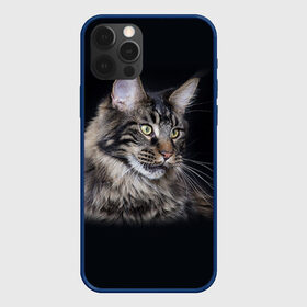 Чехол для iPhone 12 Pro с принтом Мейн-кун 5 в Новосибирске, силикон | область печати: задняя сторона чехла, без боковых панелей | Тематика изображения на принте: кот | котенок | котик | котэ | кошка | мейн кун | мейнкун | мэйн кун | мэйнкун
