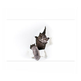 Бумага для упаковки 3D с принтом Британец 4 в Новосибирске, пластик и полированная сталь | круглая форма, металлическое крепление в виде кольца | британец | британская | британцы | кот | котенок | котик | котэ | кошка