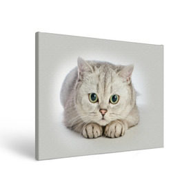 Холст прямоугольный с принтом Британец 6 в Новосибирске, 100% ПВХ |  | Тематика изображения на принте: британец | британская | британцы | кот | котенок | котик | котэ | кошка