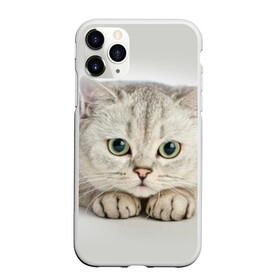 Чехол для iPhone 11 Pro Max матовый с принтом Британец 6 в Новосибирске, Силикон |  | Тематика изображения на принте: британец | британская | британцы | кот | котенок | котик | котэ | кошка