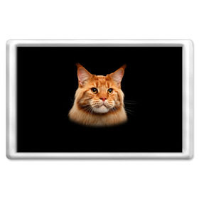 Магнит 45*70 с принтом Мейн-кун 6 в Новосибирске, Пластик | Размер: 78*52 мм; Размер печати: 70*45 | кот | котенок | котик | котэ | кошка | мейн кун | мейнкун | мэйн кун | мэйнкун
