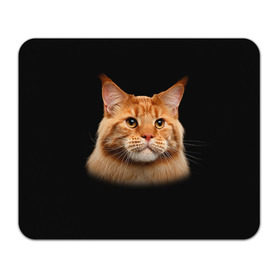 Коврик прямоугольный с принтом Мейн-кун 6 в Новосибирске, натуральный каучук | размер 230 х 185 мм; запечатка лицевой стороны | Тематика изображения на принте: кот | котенок | котик | котэ | кошка | мейн кун | мейнкун | мэйн кун | мэйнкун