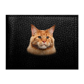 Обложка для студенческого билета с принтом Мейн-кун 6 в Новосибирске, натуральная кожа | Размер: 11*8 см; Печать на всей внешней стороне | Тематика изображения на принте: кот | котенок | котик | котэ | кошка | мейн кун | мейнкун | мэйн кун | мэйнкун