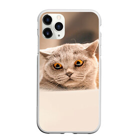 Чехол для iPhone 11 Pro матовый с принтом Британец 7 в Новосибирске, Силикон |  | Тематика изображения на принте: британец | британская | британцы | кот | котенок | котик | котэ | кошка