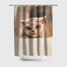 Штора 3D для ванной с принтом Британец 7 в Новосибирске, 100% полиэстер | плотность материала — 100 г/м2. Стандартный размер — 146 см х 180 см. По верхнему краю — пластиковые люверсы для креплений. В комплекте 10 пластиковых колец | британец | британская | британцы | кот | котенок | котик | котэ | кошка
