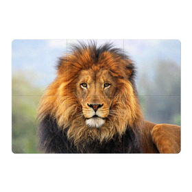 Магнитный плакат 3Х2 с принтом Красавец лев в Новосибирске, Полимерный материал с магнитным слоем | 6 деталей размером 9*9 см | lion | грива | дикая кошка | добыча | животное | зверь | клыки | когти | король джунглей | лев | мясо | хищник | царь зверей