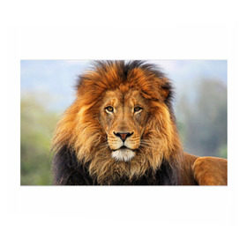 Бумага для упаковки 3D с принтом Красавец лев в Новосибирске, пластик и полированная сталь | круглая форма, металлическое крепление в виде кольца | lion | грива | дикая кошка | добыча | животное | зверь | клыки | когти | король джунглей | лев | мясо | хищник | царь зверей