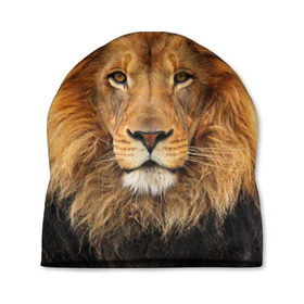 Шапка 3D с принтом Красавец лев в Новосибирске, 100% полиэстер | универсальный размер, печать по всей поверхности изделия | lion | грива | дикая кошка | добыча | животное | зверь | клыки | когти | король джунглей | лев | мясо | хищник | царь зверей