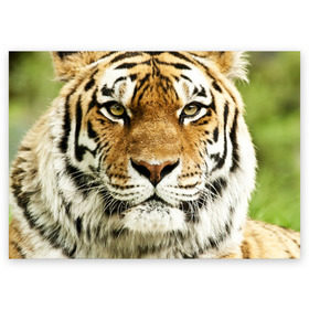 Поздравительная открытка с принтом Амурский тигр в Новосибирске, 100% бумага | плотность бумаги 280 г/м2, матовая, на обратной стороне линовка и место для марки
 | амурский | дикая кошка | добыча | животное | зверь | клыки | когти | мясо | тигр | уссурийский | хищник