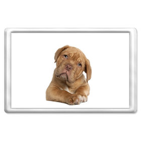 Магнит 45*70 с принтом Грустный щенок в Новосибирске, Пластик | Размер: 78*52 мм; Размер печати: 70*45 | Тематика изображения на принте: животное | лучший друг | милаха | няша | собака | собачка | щенок | щеночек