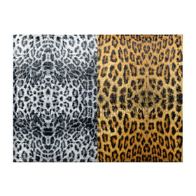 Обложка для студенческого билета с принтом Леопард/Снежный Барс в Новосибирске, натуральная кожа | Размер: 11*8 см; Печать на всей внешней стороне | Тематика изображения на принте: textures | барс | животное | леопард | пятна | снежный | текстура | чёрное с белым