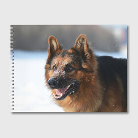 Альбом для рисования с принтом Длинношерстная овчарка в Новосибирске, 100% бумага
 | матовая бумага, плотность 200 мг. | овчарка | овчарки | песик | песики | собака | собаки