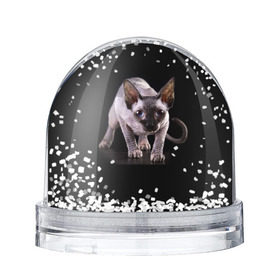 Снежный шар с принтом Сфинкс в Новосибирске, Пластик | Изображение внутри шара печатается на глянцевой фотобумаге с двух сторон | взгляд | глаза | голова животного | киска | кот | котёнок | кошка | прикольные картинки
