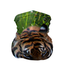 Бандана-труба 3D с принтом Скромный тигр в Новосибирске, 100% полиэстер, ткань с особыми свойствами — Activecool | плотность 150‒180 г/м2; хорошо тянется, но сохраняет форму | дикие | лев | милые | новинки | орел | популярные | прикольные | природа | птицы | тигр | яркие