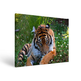 Холст прямоугольный с принтом Скромный тигр в Новосибирске, 100% ПВХ |  | дикие | лев | милые | новинки | орел | популярные | прикольные | природа | птицы | тигр | яркие