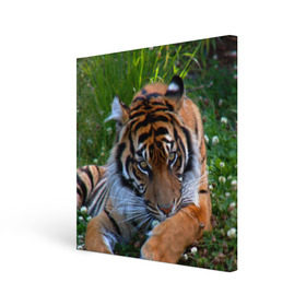 Холст квадратный с принтом Скромный тигр в Новосибирске, 100% ПВХ |  | дикие | лев | милые | новинки | орел | популярные | прикольные | природа | птицы | тигр | яркие