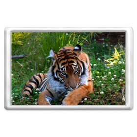 Магнит 45*70 с принтом Скромный тигр в Новосибирске, Пластик | Размер: 78*52 мм; Размер печати: 70*45 | дикие | лев | милые | новинки | орел | популярные | прикольные | природа | птицы | тигр | яркие