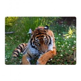Магнитный плакат 3Х2 с принтом Скромный тигр в Новосибирске, Полимерный материал с магнитным слоем | 6 деталей размером 9*9 см | дикие | лев | милые | новинки | орел | популярные | прикольные | природа | птицы | тигр | яркие