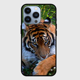Чехол для iPhone 13 Pro с принтом Скромный тигр в Новосибирске,  |  | Тематика изображения на принте: дикие | лев | милые | новинки | орел | популярные | прикольные | природа | птицы | тигр | яркие