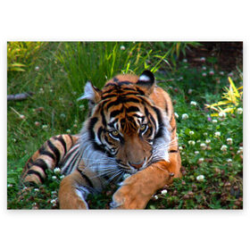 Поздравительная открытка с принтом Скромный тигр в Новосибирске, 100% бумага | плотность бумаги 280 г/м2, матовая, на обратной стороне линовка и место для марки
 | дикие | лев | милые | новинки | орел | популярные | прикольные | природа | птицы | тигр | яркие