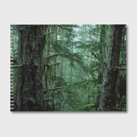 Альбом для рисования с принтом Дремучий лес в Новосибирске, 100% бумага
 | матовая бумага, плотность 200 мг. | camouflage | dense | fog | forest | spruce | tree | дремучий | ёлка | ельник | камуфляж | лес | маскировка | туман