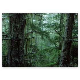 Поздравительная открытка с принтом Дремучий лес в Новосибирске, 100% бумага | плотность бумаги 280 г/м2, матовая, на обратной стороне линовка и место для марки
 | Тематика изображения на принте: camouflage | dense | fog | forest | spruce | tree | дремучий | ёлка | ельник | камуфляж | лес | маскировка | туман