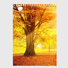 Скетчбук с принтом Осень в Новосибирске, 100% бумага
 | 48 листов, плотность листов — 100 г/м2, плотность картонной обложки — 250 г/м2. Листы скреплены сверху удобной пружинной спиралью | autumn | bright | colors | forest | paint | trees | деревья | краски | лес | осень | цвета | яркие