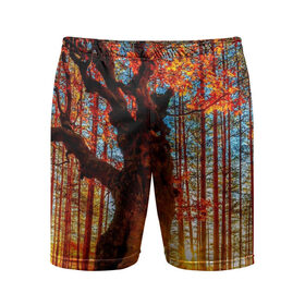 Мужские шорты 3D спортивные с принтом Осень в Новосибирске,  |  | Тематика изображения на принте: autumn | bright | colors | forest | trees | деревья | краски | лес | лучи | осень | солнце | цвета | яркие