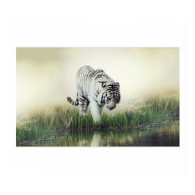 Бумага для упаковки 3D с принтом Белый тигр в Новосибирске, пластик и полированная сталь | круглая форма, металлическое крепление в виде кольца | Тематика изображения на принте: дикая кошка | природа | тигр | хищник