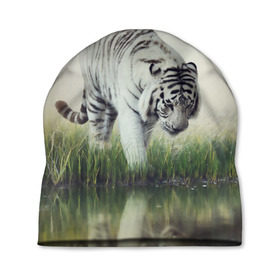 Шапка 3D с принтом Белый тигр в Новосибирске, 100% полиэстер | универсальный размер, печать по всей поверхности изделия | дикая кошка | природа | тигр | хищник