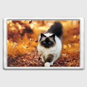 Магнит 45*70 с принтом Котик в листьях в Новосибирске, Пластик | Размер: 78*52 мм; Размер печати: 70*45 | грация | кот | котик | кошка | листья | осень