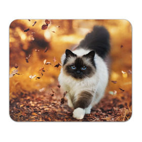 Коврик прямоугольный с принтом Котик в листьях в Новосибирске, натуральный каучук | размер 230 х 185 мм; запечатка лицевой стороны | грация | кот | котик | кошка | листья | осень