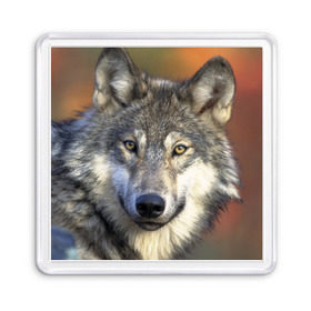 Магнит 55*55 с принтом Волк в Новосибирске, Пластик | Размер: 65*65 мм; Размер печати: 55*55 мм | Тематика изображения на принте: волк | волки | волчата | волчонок | хищник