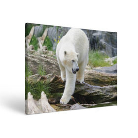 Холст прямоугольный с принтом Белый медведь в Новосибирске, 100% ПВХ |  | Тематика изображения на принте: арктика