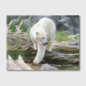 Альбом для рисования с принтом Белый медведь в Новосибирске, 100% бумага
 | матовая бумага, плотность 200 мг. | Тематика изображения на принте: арктика