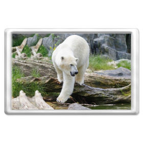 Магнит 45*70 с принтом Белый медведь в Новосибирске, Пластик | Размер: 78*52 мм; Размер печати: 70*45 | Тематика изображения на принте: арктика