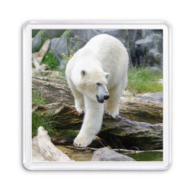Магнит 55*55 с принтом Белый медведь в Новосибирске, Пластик | Размер: 65*65 мм; Размер печати: 55*55 мм | Тематика изображения на принте: арктика