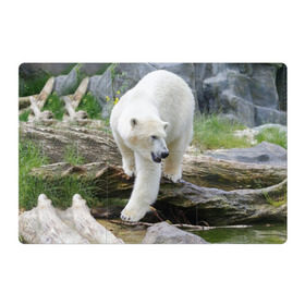 Магнитный плакат 3Х2 с принтом Белый медведь в Новосибирске, Полимерный материал с магнитным слоем | 6 деталей размером 9*9 см | Тематика изображения на принте: арктика