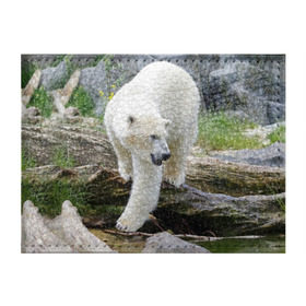 Обложка для студенческого билета с принтом Белый медведь в Новосибирске, натуральная кожа | Размер: 11*8 см; Печать на всей внешней стороне | Тематика изображения на принте: арктика