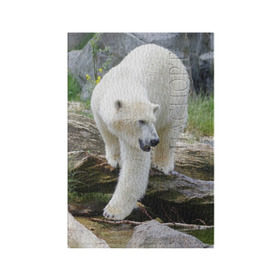 Обложка для паспорта матовая кожа с принтом Белый медведь в Новосибирске, натуральная матовая кожа | размер 19,3 х 13,7 см; прозрачные пластиковые крепления | Тематика изображения на принте: арктика