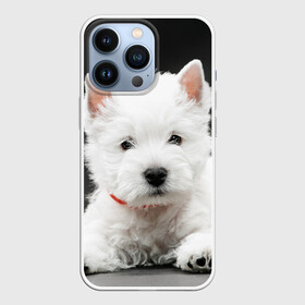 Чехол для iPhone 13 Pro с принтом Вест хайленд уайт терьер в Новосибирске,  |  | вест хайленд уайт терьер | животное | порода | собака
