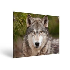 Холст прямоугольный с принтом Волк в Новосибирске, 100% ПВХ |  | animal | eyes | forest | predator | wild | wolf | взгляд | волк | дикий | животное | зверь | лес | хищник