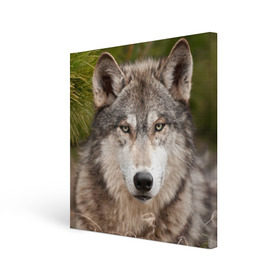 Холст квадратный с принтом Волк в Новосибирске, 100% ПВХ |  | animal | eyes | forest | predator | wild | wolf | взгляд | волк | дикий | животное | зверь | лес | хищник