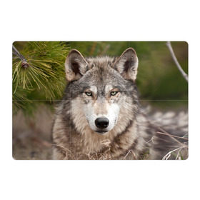 Магнитный плакат 3Х2 с принтом Волк в Новосибирске, Полимерный материал с магнитным слоем | 6 деталей размером 9*9 см | Тематика изображения на принте: animal | eyes | forest | predator | wild | wolf | взгляд | волк | дикий | животное | зверь | лес | хищник