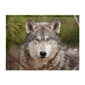 Обложка для студенческого билета с принтом Волк в Новосибирске, натуральная кожа | Размер: 11*8 см; Печать на всей внешней стороне | animal | eyes | forest | predator | wild | wolf | взгляд | волк | дикий | животное | зверь | лес | хищник