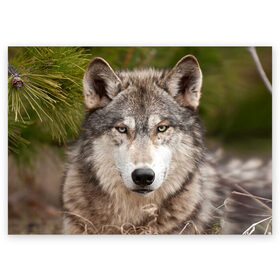Поздравительная открытка с принтом Волк в Новосибирске, 100% бумага | плотность бумаги 280 г/м2, матовая, на обратной стороне линовка и место для марки
 | Тематика изображения на принте: animal | eyes | forest | predator | wild | wolf | взгляд | волк | дикий | животное | зверь | лес | хищник