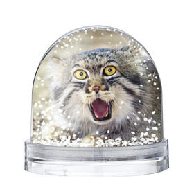 Снежный шар с принтом Дикий кот в Новосибирске, Пластик | Изображение внутри шара печатается на глянцевой фотобумаге с двух сторон | animal | cat | eyes | jaws | predator | teeth | wild | взгляд | дикий | животное | клыки | кот | пасть | хищник