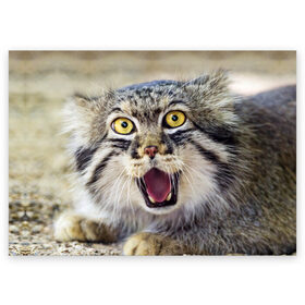 Поздравительная открытка с принтом Дикий кот в Новосибирске, 100% бумага | плотность бумаги 280 г/м2, матовая, на обратной стороне линовка и место для марки
 | animal | cat | eyes | jaws | predator | teeth | wild | взгляд | дикий | животное | клыки | кот | пасть | хищник